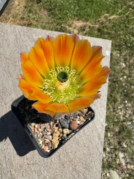 Echinocereus ctenoides